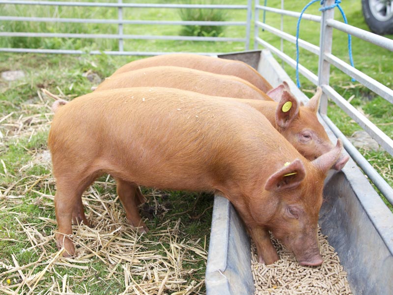 Дрожжи кормовые для свиней